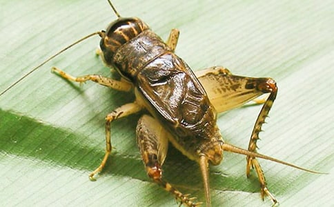 (精選)抓蟋蟀作文11篇