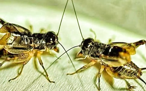 ���]�����סլ����17ƪ