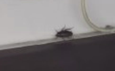 һֻ������������(����)