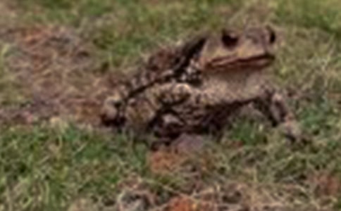 ���c��ܹ��������տs�ı��^����