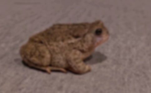 蟾酥對蟾蜍坐骨神經電生理特性的影響