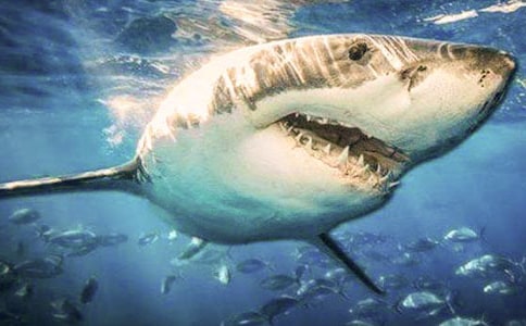 (精品)關于鯊魚的作文12篇