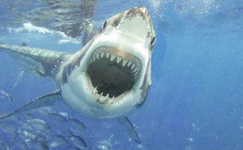 關于鯊魚的作文【實用】
