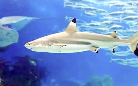 關(guān)于鯊魚作文必備(6篇)