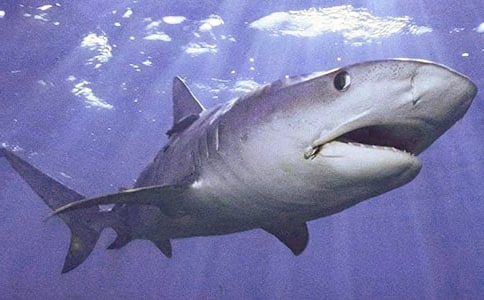 ���~������ƪ