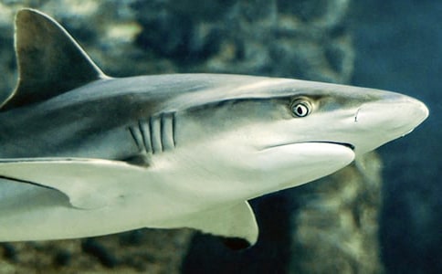 С�����g���~�̰����ģ�ͨ��5ƪ��