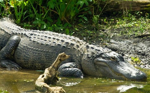 只有一條鱷魚愿意
