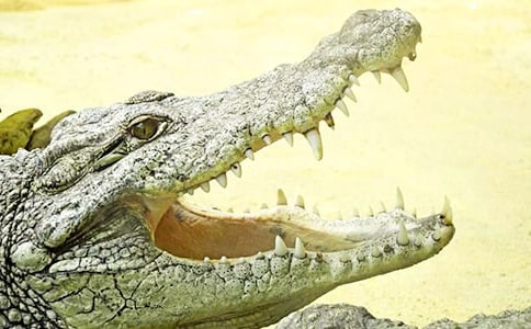 游斗門鱷魚島作文