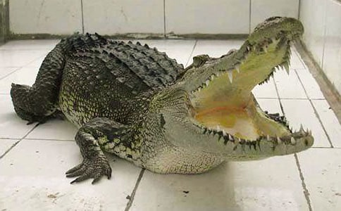 祭鱷魚文原文、注釋、翻譯