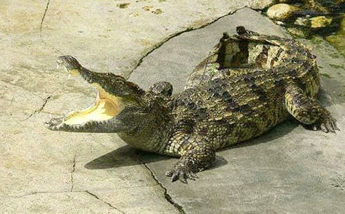 �{�~�ͺ��ӵĹ���