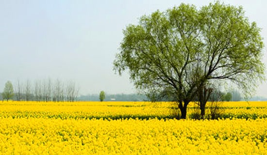 春游方案15篇(經(jīng)典)